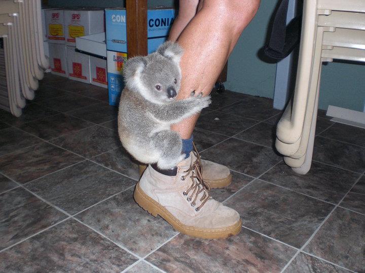 We may have skeeters, roaches, gnats, spidies, and centepedes but we will never have to worry about waking up to find a random koala stuck to our legs.