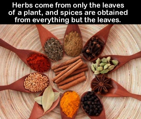 did you know herbs - 'Herbs come from only the leaves of a plant, and spices are obtained from everything but the leaves.