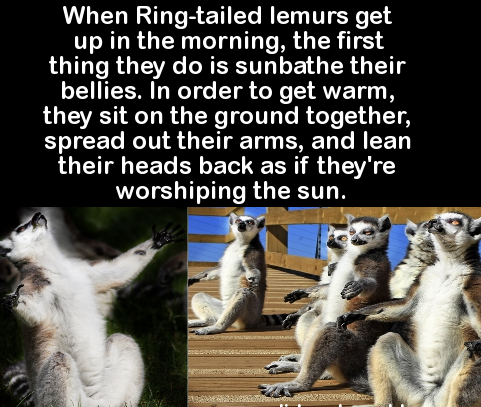 ring tailed lemur meme - When Ringtailed lemurs get up in the morning, the first thing they do is sunbathe their bellies. In order to get warm, they sit on the ground together, spread out their arms, and lean their heads back as if they're worshiping the 
