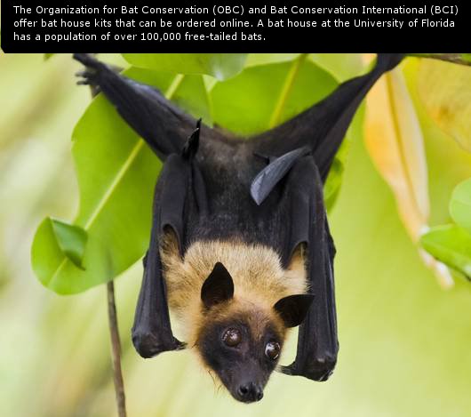 Here are some Batty facts in honor of Bat Day