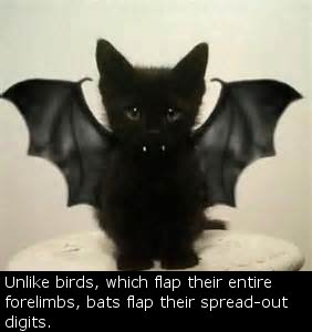 Here are some Batty facts in honor of Bat Day