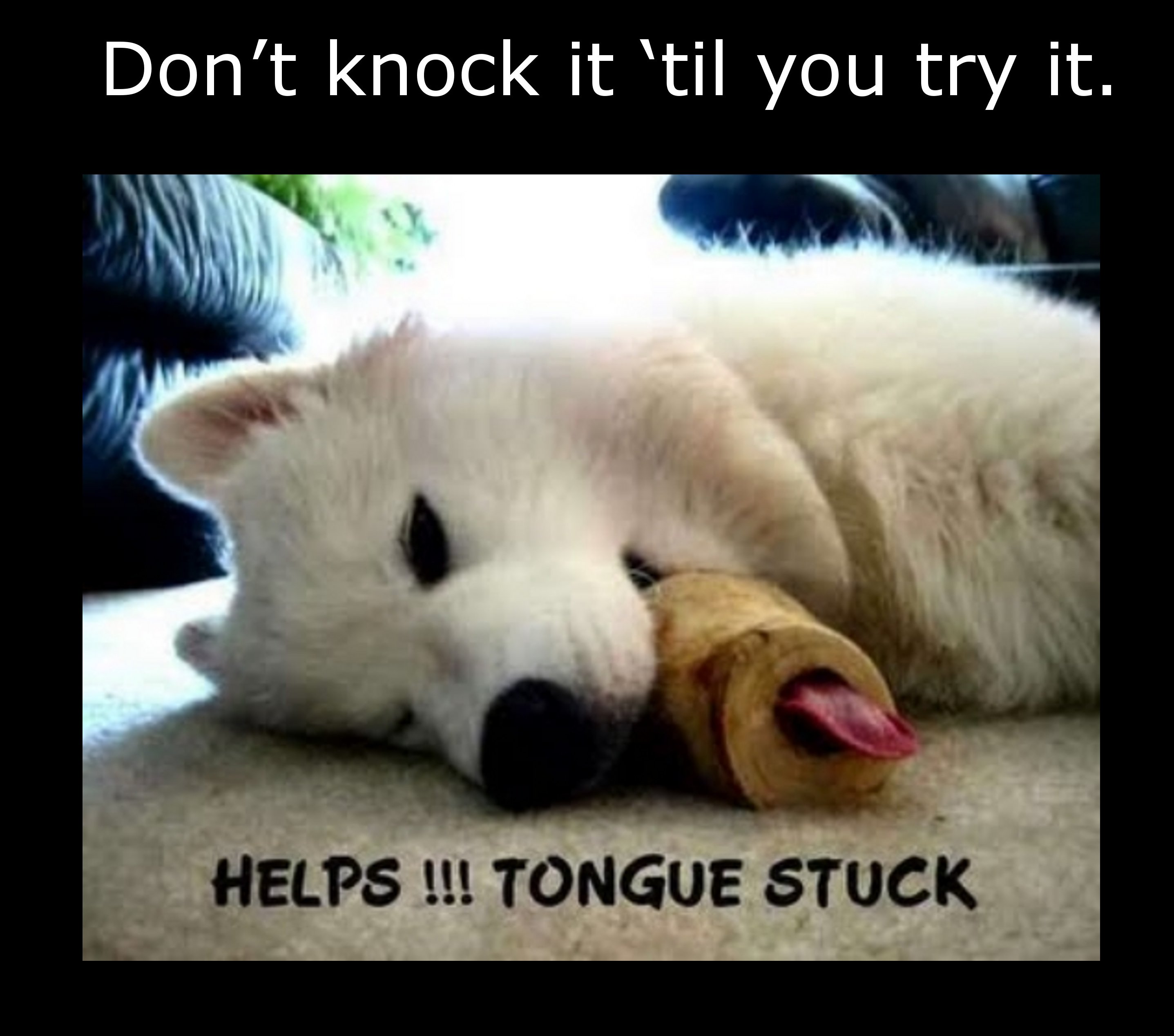 Good advice and funny animals