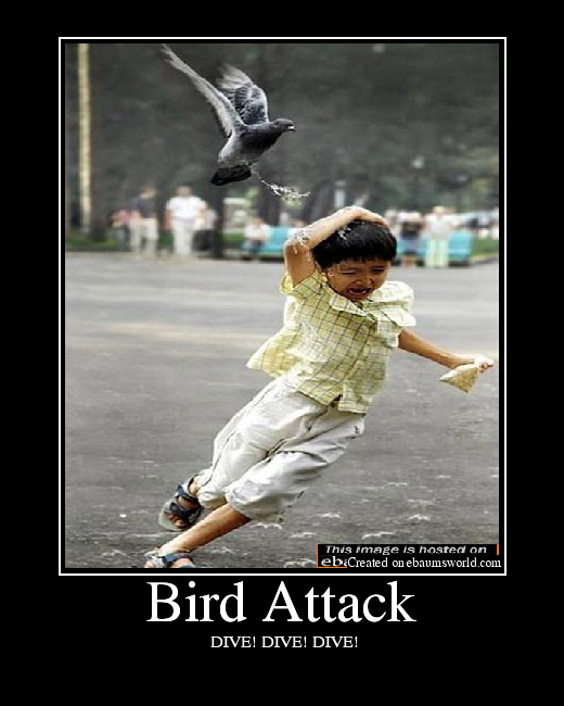 Birds are absolutely terrifying. Here are 25 pics as proof