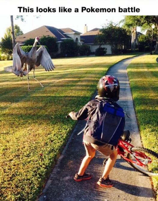 Birds are absolutely terrifying. Here are 25 pics as proof