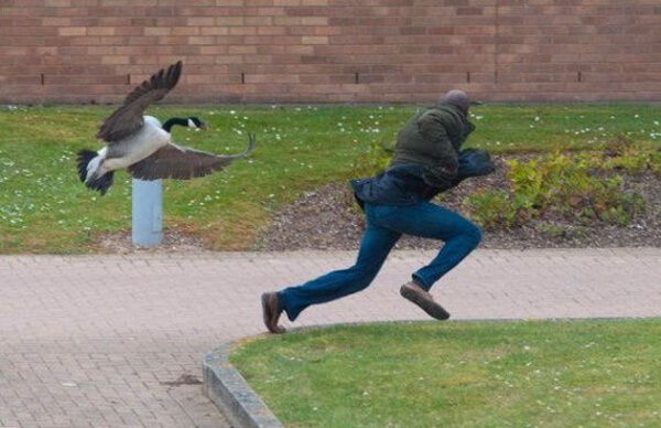 Birds are absolutely terrifying. Here are 25 pics as proof