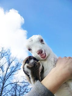 Goats- 18 pics because now I'm obsessed