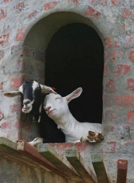 Goats- 18 pics because now I'm obsessed