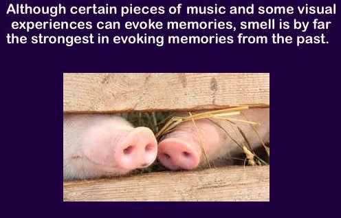 interesting facts about the brain - Although certain pieces of music and some visual experiences can evoke memories, smell is by far the strongest in evoking memories from the past.