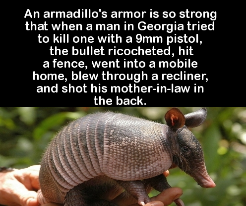 cool facts about your brain - An armadillo's armor is so strong that when a man in Georgia tried to kill one with a 9mm pistol, the bullet ricocheted, hit a fence, went into a mobile 'home, blew through a recliner, and shot his motherinlaw in the back.
