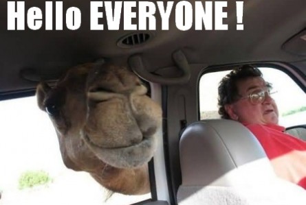 15 random camel pics for your hump day