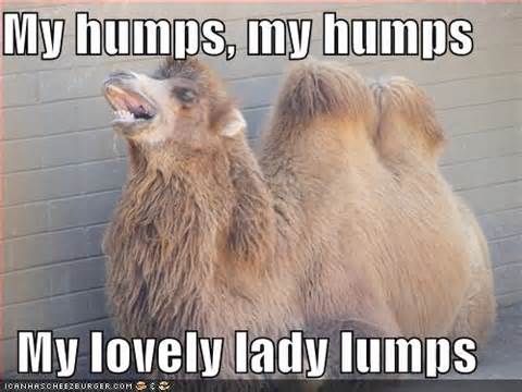 15 random camel pics for your hump day