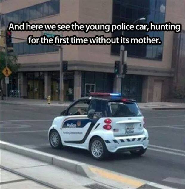 funny meme of a picture of a small police car, with caption joking it is first time in the wild