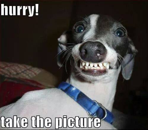 Funny picture of dog force smiling and caption joking to just take the picture