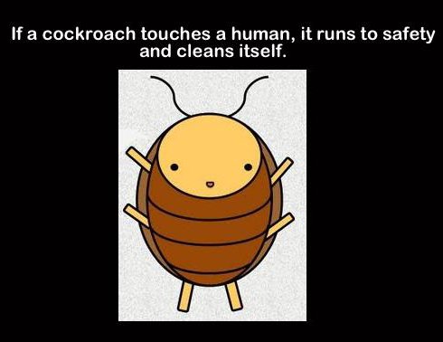 cockroaches cute - If a cockroach touches a human, it runs to safety and cleans itself.