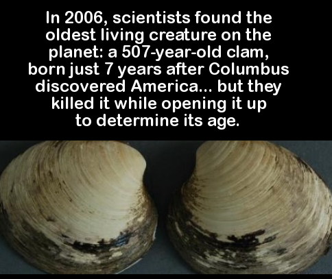 interesting knowledge facts - In 2006, scientists found the oldest living creature on the planet a 507yearold clam, born just 7 years after Columbus discovered America... but they killed it while opening it up to determine its age.