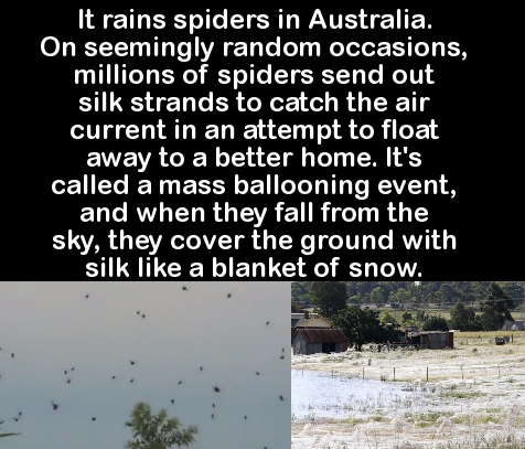 did you know facts scary - 'It rains spiders in Australia, On seemingly random occasions, millions of spiders send out silk strands to catch the air current in an attempt to float away to a better home. It's called a mass ballooning event, and when they f