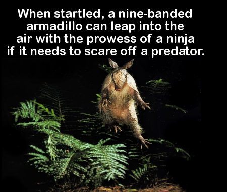 world weird facts - When startled, a ninebanded armadillo can leap into the air with the prowess of a ninja if it needs to scare off a predator.