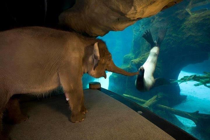 This elephant is allowed to visit different exhibits to prevent boredom- the interactions are pretty amazing