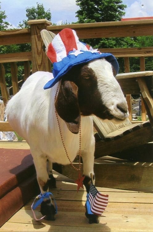 I goat to wish you a Gaahhreat Fourth and I'm not kidding, don't drink and use fireworks at the same time!