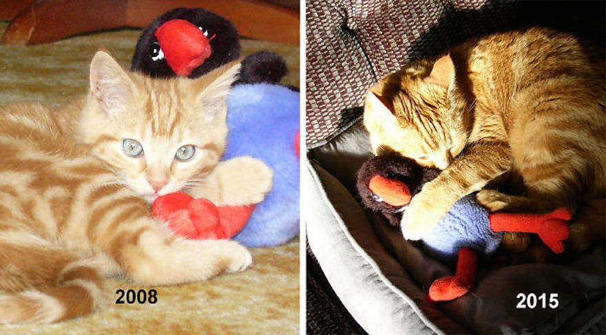 Pets with their favorite toys (as babies and years later)
