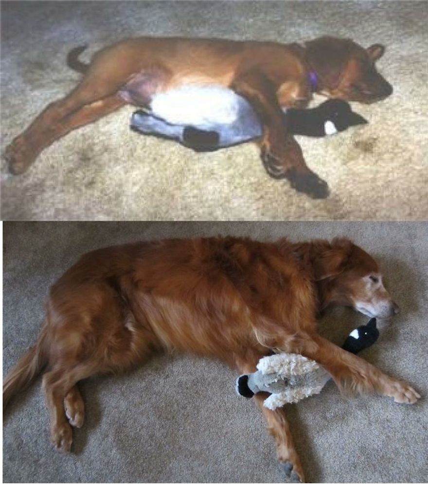 Pets with their favorite toys (as babies and years later)