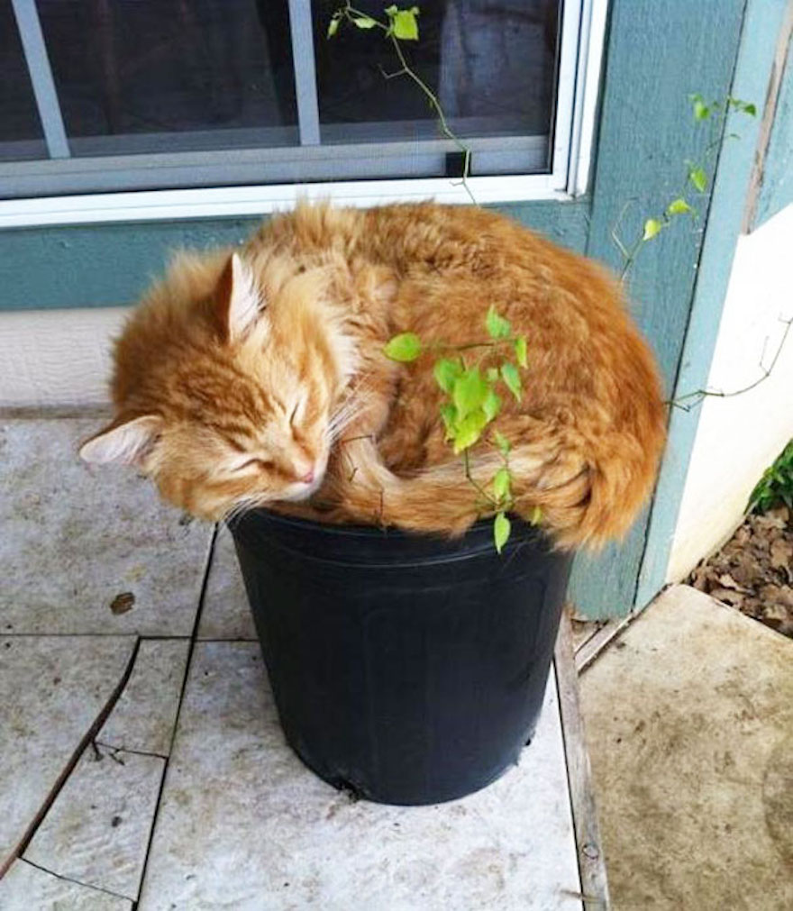 Кошка копает в цветах. Котик в горшке. Кот вазон. Кошка в цветочном горшке. Горшок для кошек.