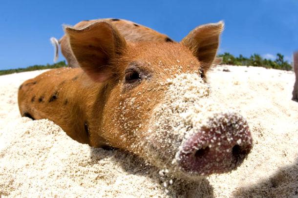 Pigs share the beaches in the Bahamas