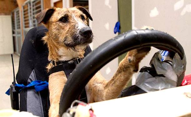 As part of a marketing campaign to show how smart dogs are, the SPCA taught dogs how to really drive (better than my grandpa).