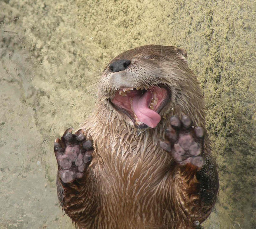 Adorable critters showing their tongues