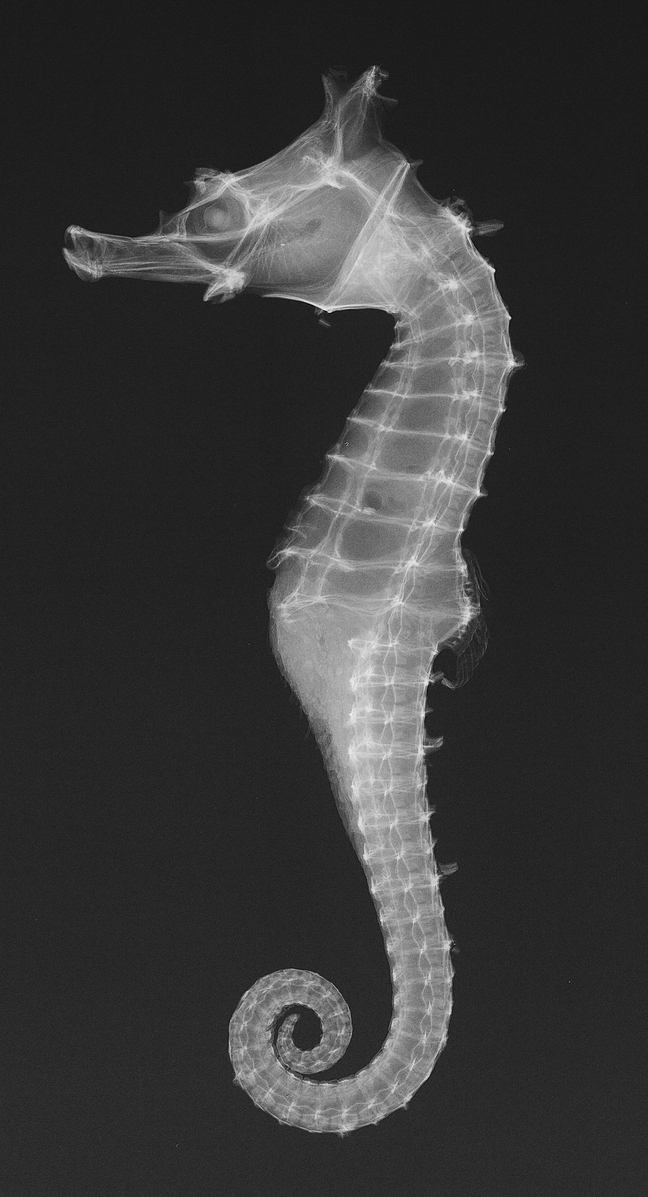 Xray of a seahorse