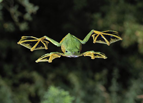 Bat frog, nanananaaananana