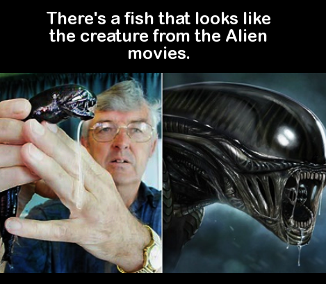 scary facts about everything - There's a fish that looks the creature from the Alien movies.
