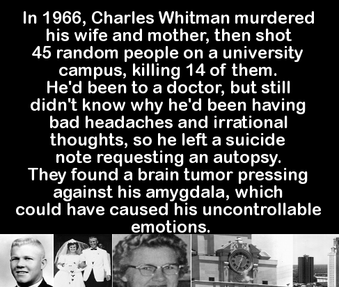 human behavior - 'In 1966, Charles Whitman murdered his wife and mother, then shot 45 random people on a university campus, killing 14 of them. 'He'd been to a doctor, but still didn't know why he'd been having bad headaches and irrational thoughts, so he