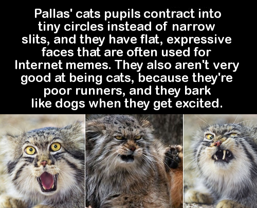 cat pallas funny face - Pallas' cats pupils contract into tiny circles instead of narrow slits, and they have flat, expressive faces that are often used for Internet memes. They also aren't very good at being cats, because they're poor runners, and they b