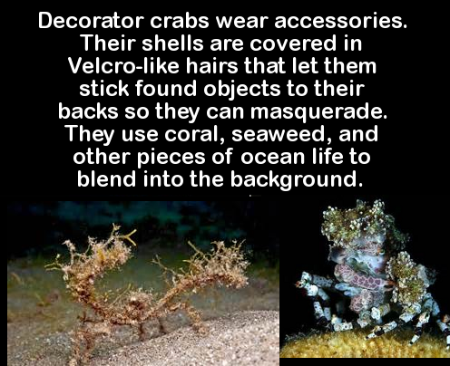 animal - Decorator crabs wear accessories. Their shells are covered in Velcro hairs that let them stick found objects to their backs so they can masquerade, They use coral, seaweed, and other pieces of ocean life to blend into the background.