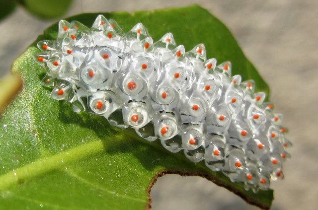A crystal caterpillar