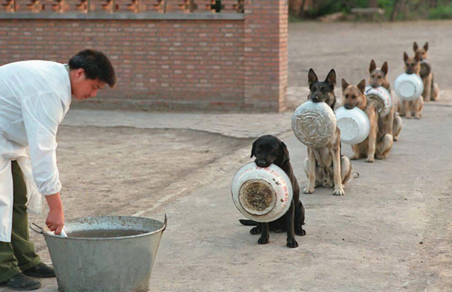 Chinese police dogs wait for their food (better than most children)