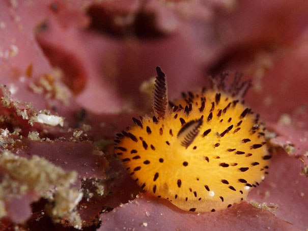 The famous bunny seaslugs we keep seeing- this yellow one is too cute