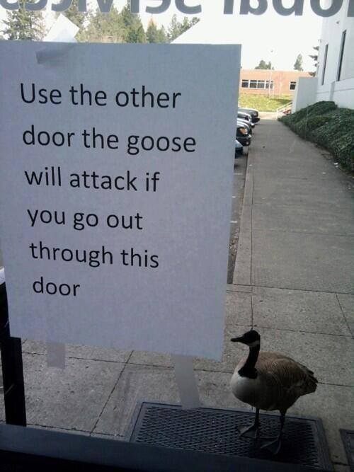 use the other door goose - Use the other door the goose will attack if you go out through this door