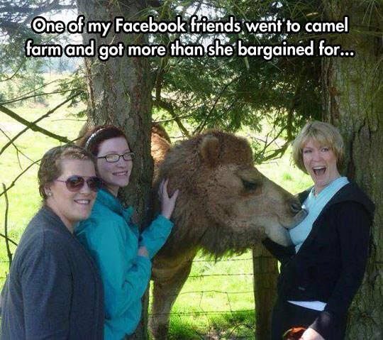 o shit moments - One of my Facebook friends went to camel farm and got more than she bargained for...
