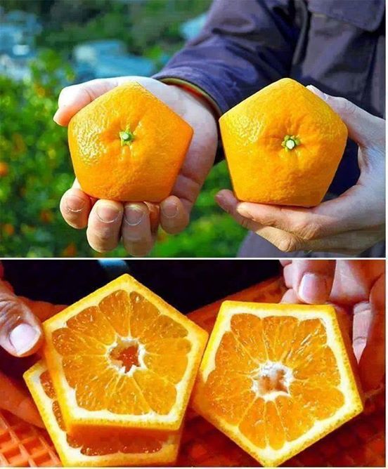 A star orange to keep your fruit from rolling away (and it's easier for grocers to stack). -.-