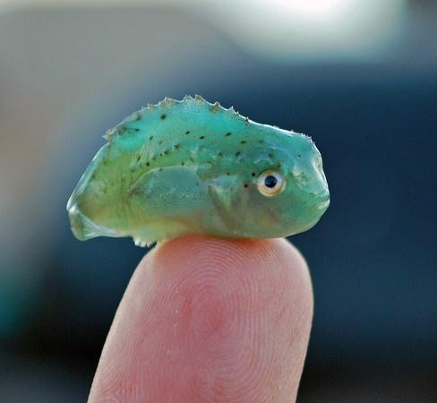 Awww, behold the baby Lumpsucker fish. So cute, so squee