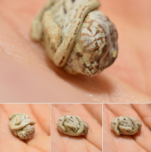 This baby panther chameleon doesn't even realized he hatched!