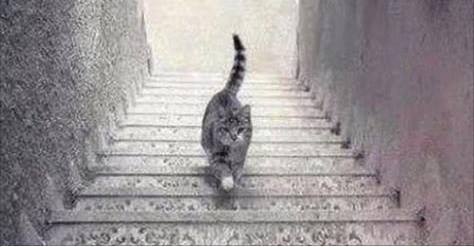 Okay, is the cat going UP the stairs or down???