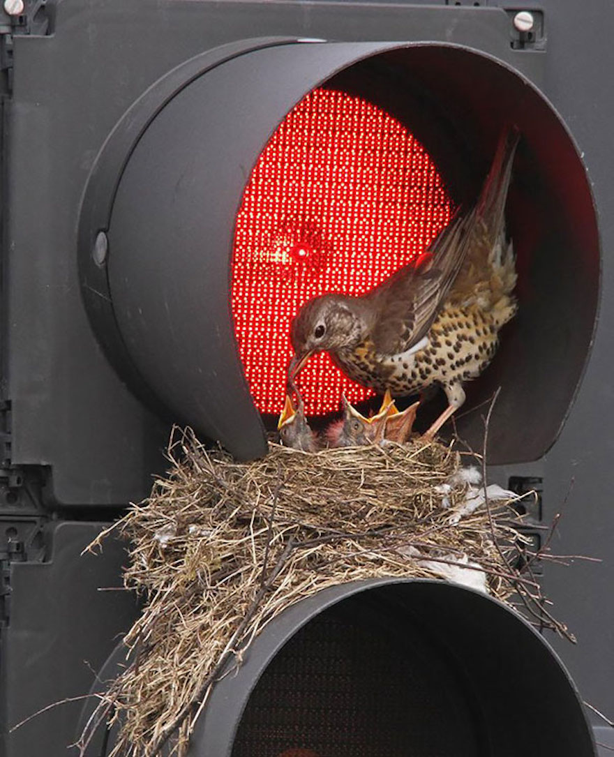 Funny places birds build nests