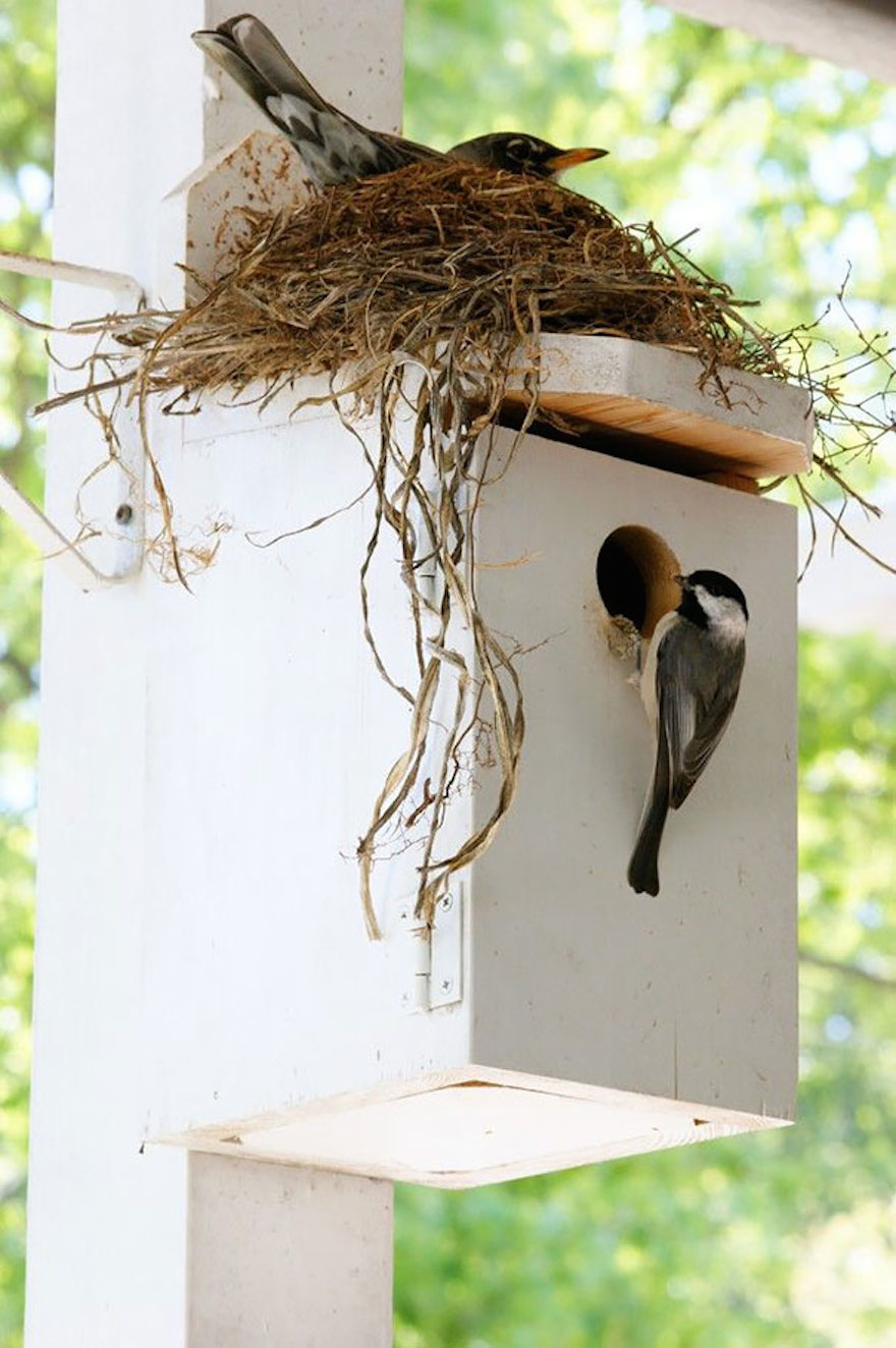 Funny places birds build nests