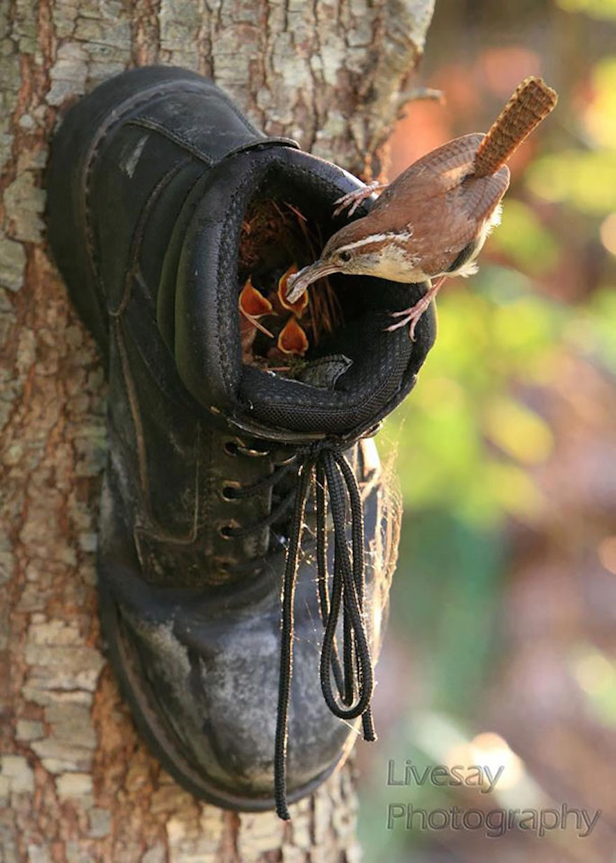 Funny places birds build nests