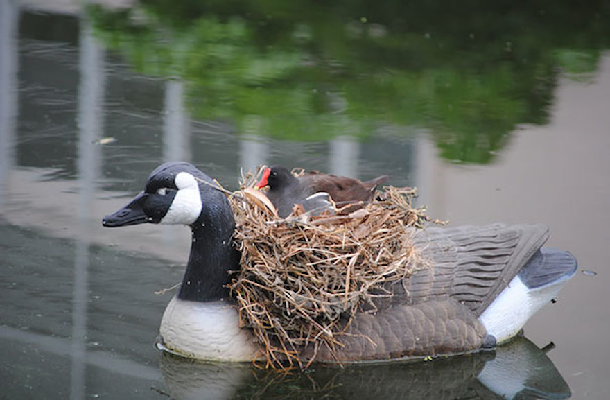 Funny places birds build nests