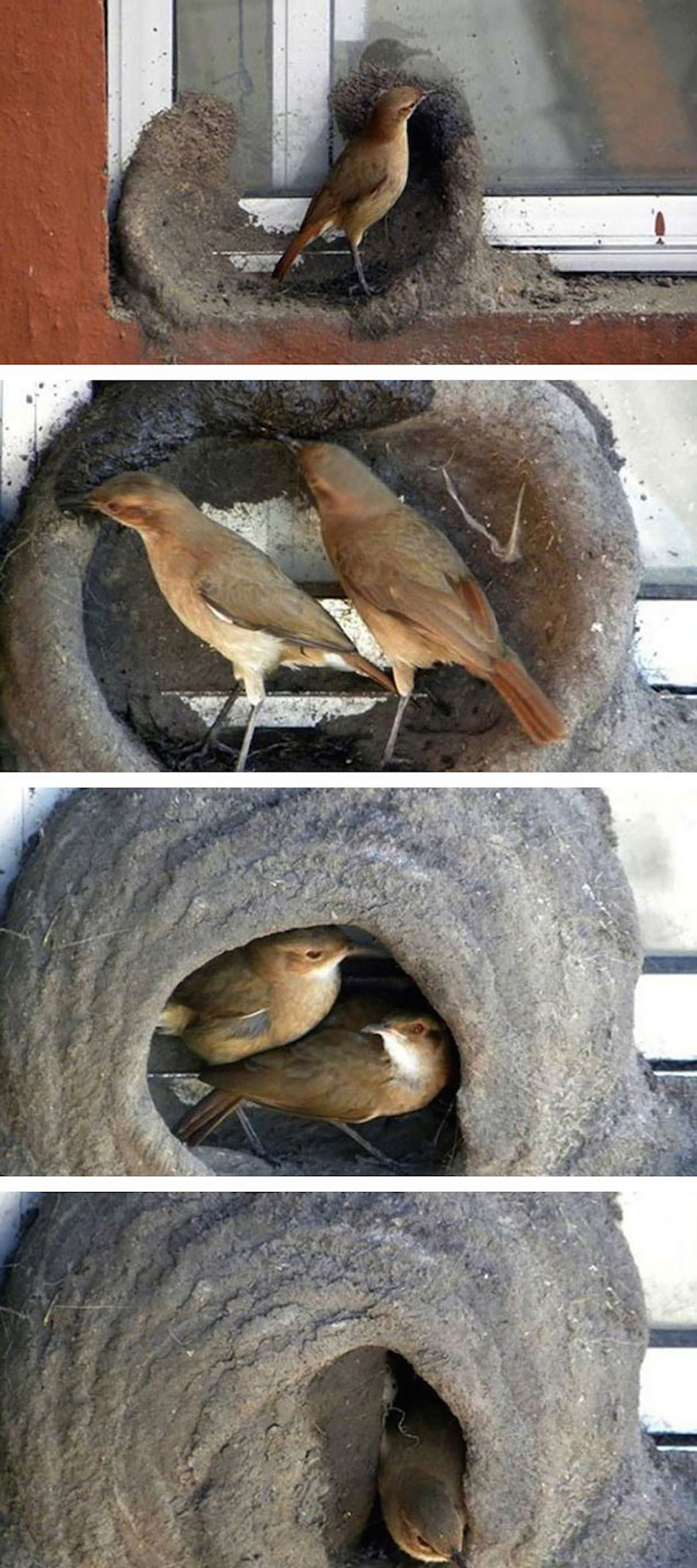 Funny places birds build nests