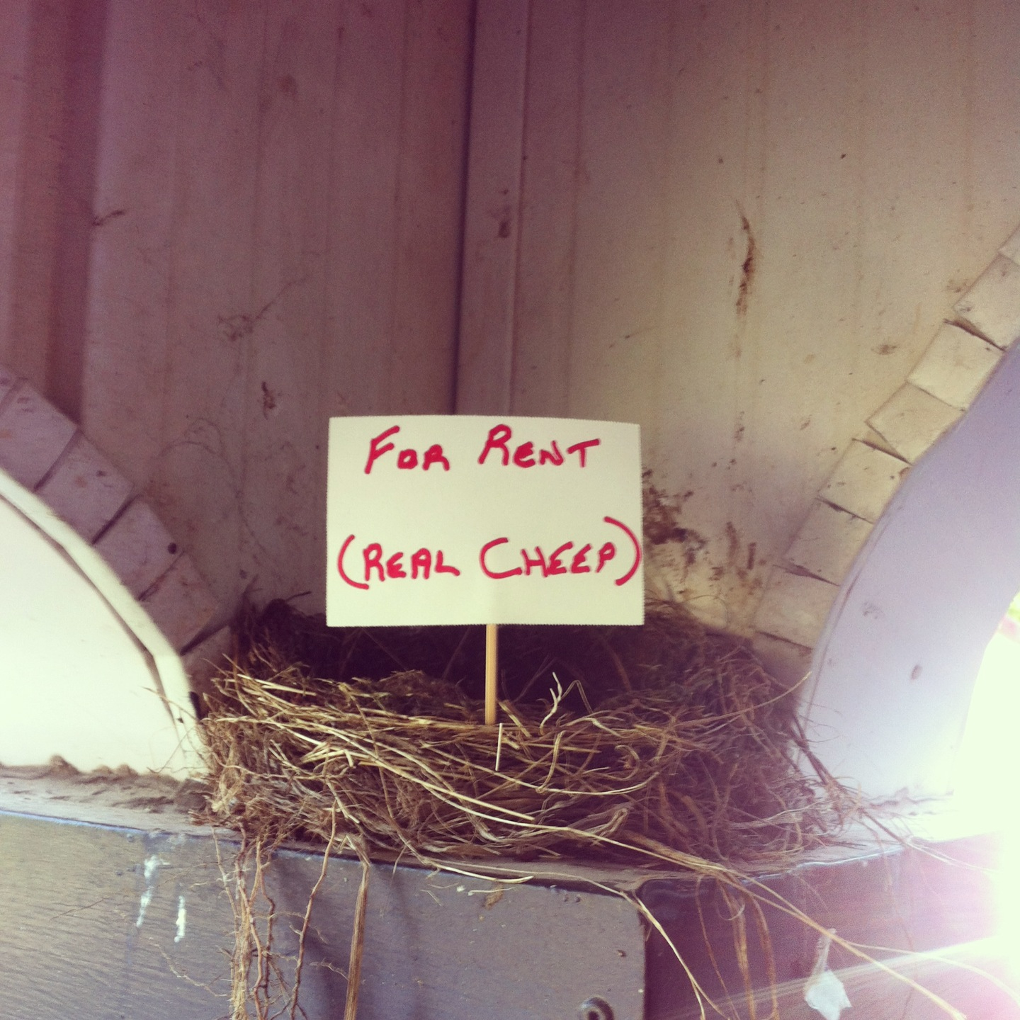 Funny places birds build nests